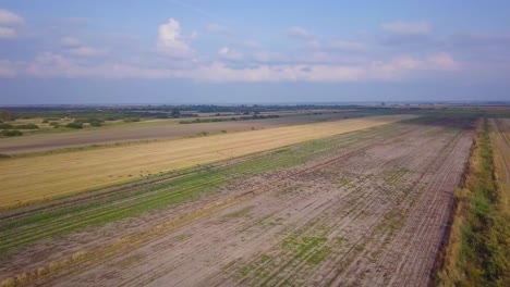 Aerial-view-of-a-large-flock-of-bean-goose-taking-up-in-the-air,-agricultural-field,-sunny-autumn-day,-autumn-bird-migration,-distant-wide-angle-drone-shot-moving-forward