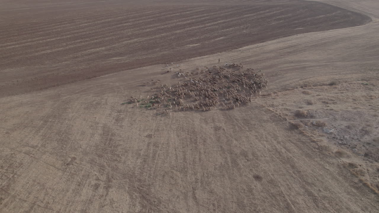풀이 없는 건조한 사막 지역에서 발견된 양과 함께 주황색 일출의 목자 #3 공중 풀백 하늘 공개 샷