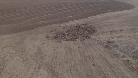 Shepherd-in-an-orange-sunrise-with-his-sheep,-found-in-a-dry-desert-area-without-grass-#3-Aerial-Pullback-sky-reveal-shot