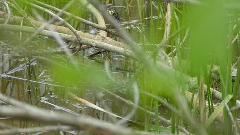 in the middle of the marshland, a bird jumps from branch to branch over the water with green food in its mouth