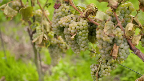 bunch of grapes on vineyard at vine production farm 5