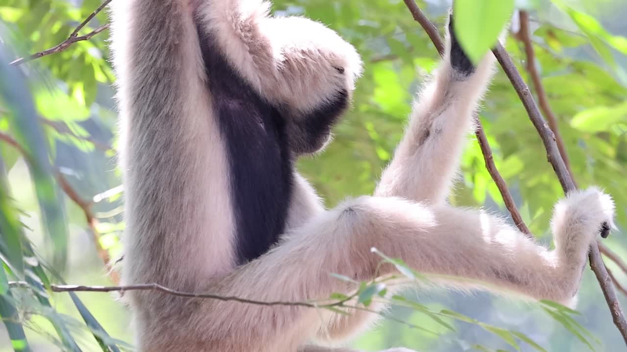 A gibbon skillfully climbs branches surrounded by vibrant green leaves.