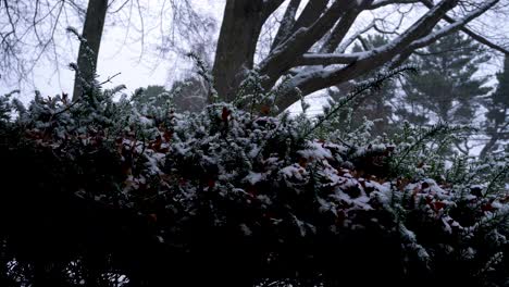 bush in heavy snow storm in michigan