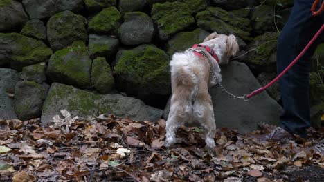 perro recibiendo un regalo en el bosque cerca de las rocas durante el paseo del perro