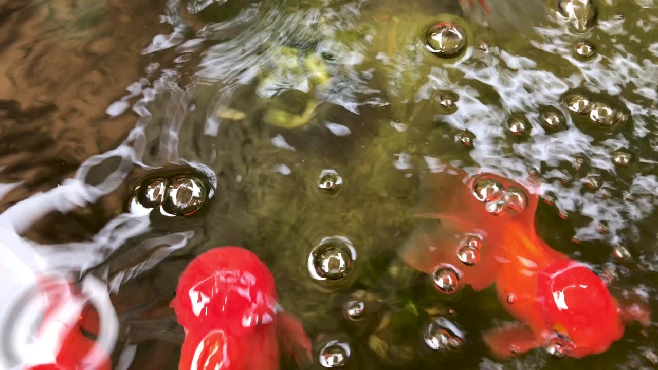 클로즈업 아름다운 장식 금고기 수영