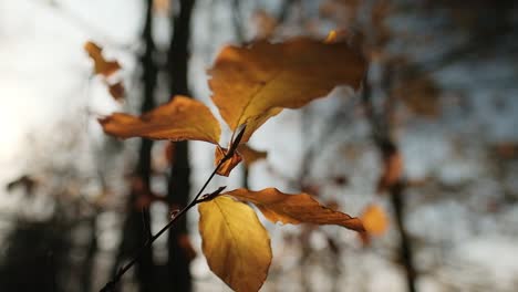 golden, autumn leaves swaying in the wind in sunlight, macro shot