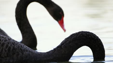 Zwei-Schwarze-Schwäne-Schwimmen-In-Zeitlupe-Im-Teich