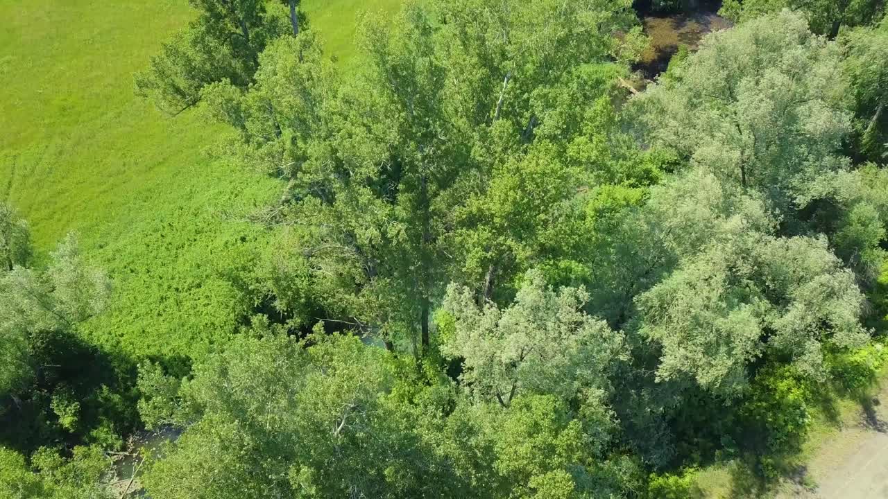 Aerial Flying over the birches and a small river in field