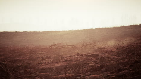 burnt tree in a foggy landscape