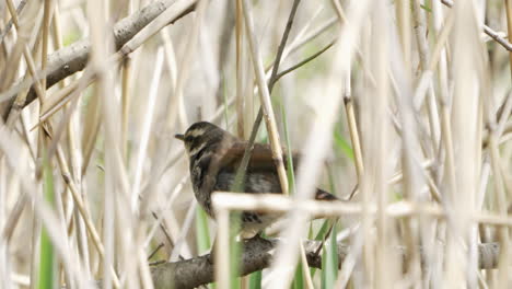 Pájaro-Tordo-Oscuro-Hembra-Posado-En-Una-Rama-Durante-El-Día-En-Saitama,-Japón---Primer-Plano