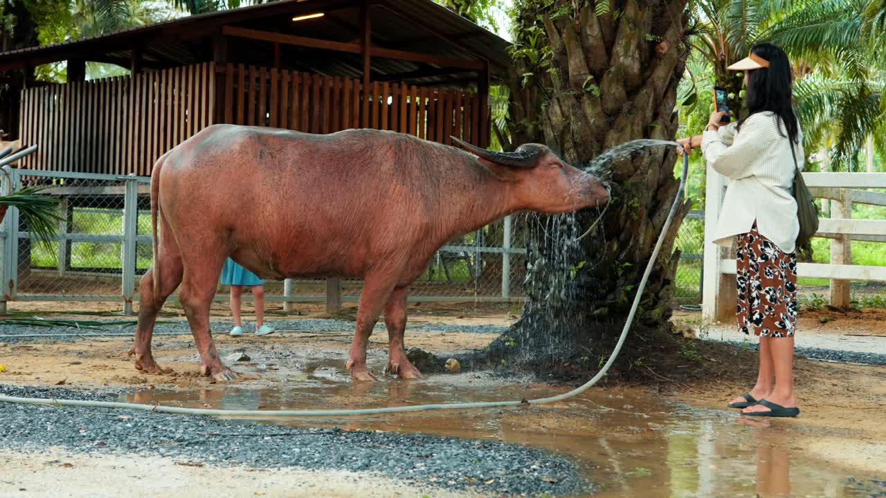 Korean tourist woman records her experience on a smartphone while washing a water buffalo at a Khao Lak farm, a unique local Thai activity, as her young daughter watches in slow motion