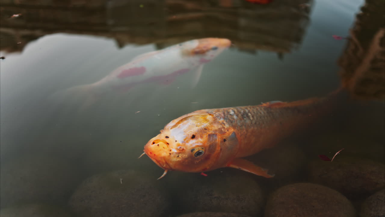 Orange koi fish swimming in the pond of the Princess Grace Japanese Garden City park in Monaco