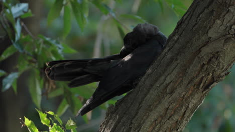 Large-billed-Crow-or-Jungle-Crow-Bird-Preen-Feathers-Perched-on-Forest-Tree-Tunk---Closeup-slow-motion