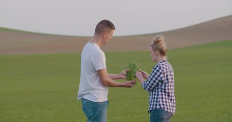 researchers examining young crop at farm 1