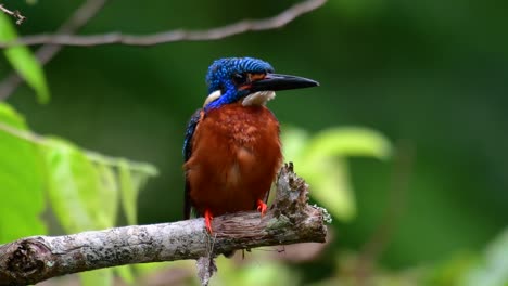 the blue-eared kingfisher is a small kingfisher found in thailand and it is wanted by bird photographers because of its lovely blue ears as it is a small, cute and fluffy blue-feather-ball of a bird