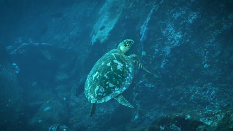 Bucear-Con-Una-Tortuga-Marina