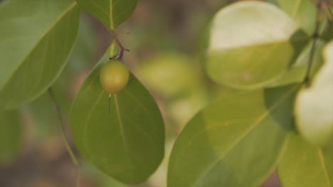 Close-up-of-leafs-on-the-kantam-berry-tree-moving-from-the-wind