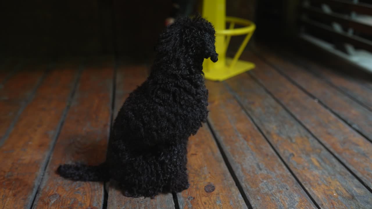 나무 바닥 에 앉아 있는 검은 푸들