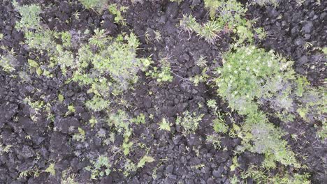 bird's eye view of rugged old lava bed terrain in tropical costa rica