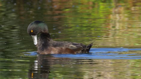 New-Zealand-Scaup-or-Black-Teal-on-a-Lake-Preening-Feather,-Close-Up