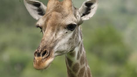 Fliegen-Kriechen-Auf-Dem-Gesicht-Der-Giraffe,-Extreme-Nahaufnahme