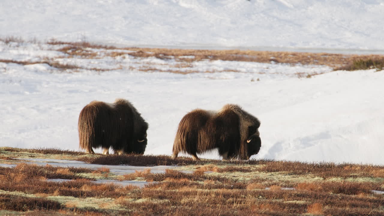 Calm musk oxen bull pair grazing on winter Dovrefjell mountain; slow motion