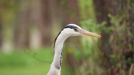 Profil-Des-Graureihers,-Der-Im-Wald-Von-Kopenhagen-Schaut-Und-Seinen-Kopf-Hebt