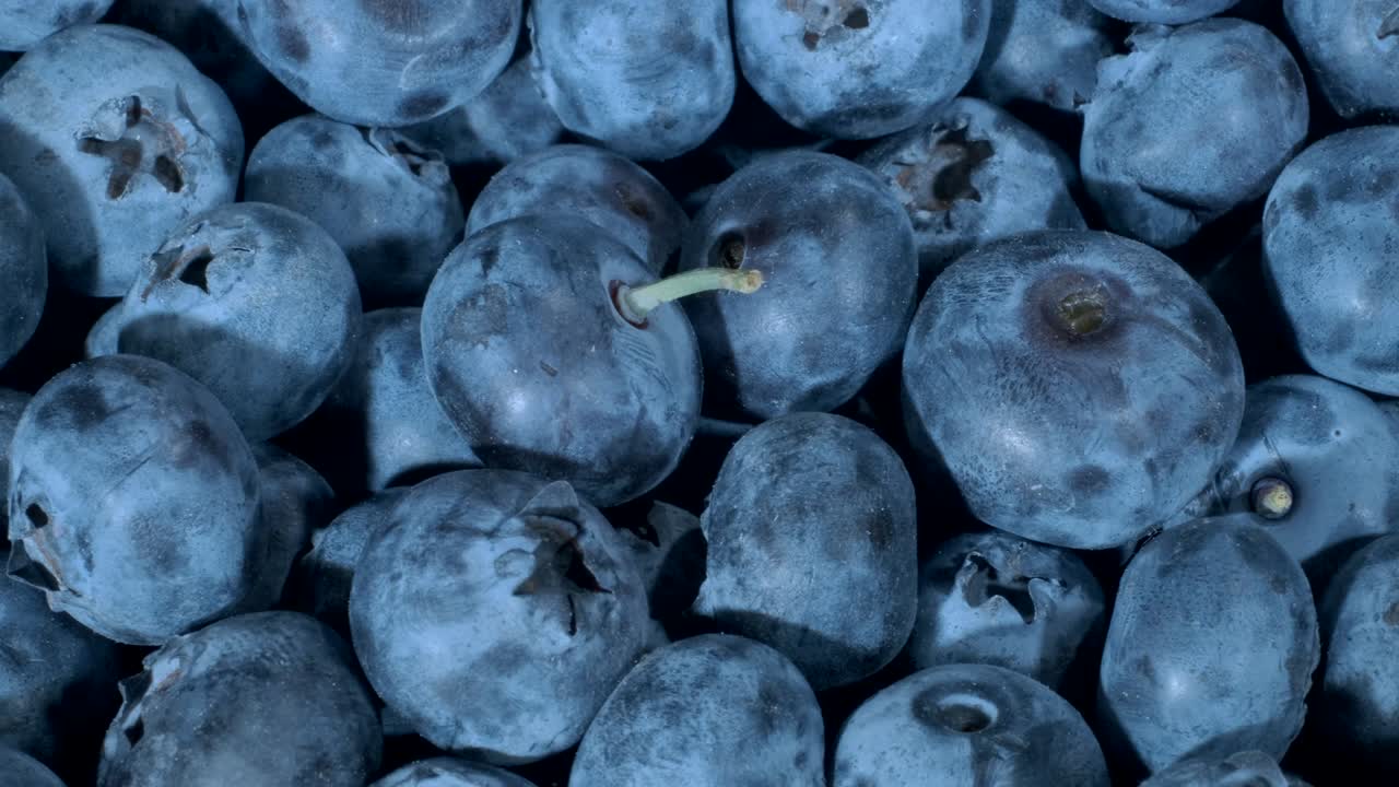 detalle de los arándanos. macro trucking shot. la cámara se mueve hacia el lado a la derecha. primer plano, vista superior. bog bilberry, bog blueberry, northern bilberry o western blueberry (vaccinium uliginosum)
