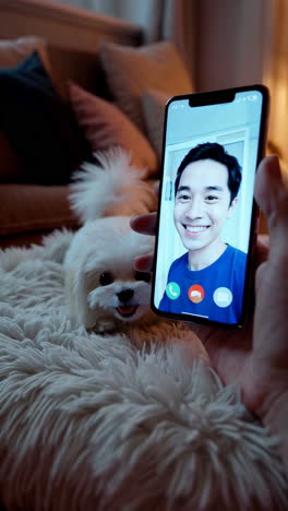 dog watching a video call