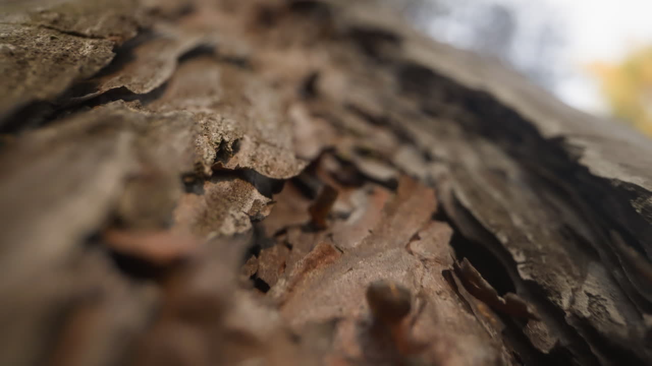 Piccola formica marrone striscia velocemente lungo il tronco di un pino nella foresta.