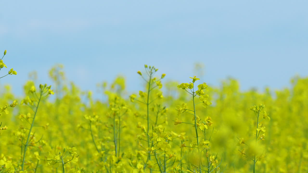 은 파란 하늘 아래 꽃이 피는 노란색 라프시드 꽃의