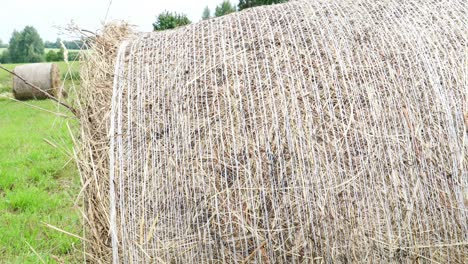 dry grass in hay roll