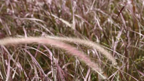 Grass-on-a-windy-day