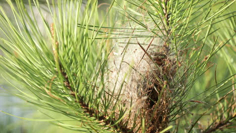 lizard nest lays on top of the pine tree on a sunny day