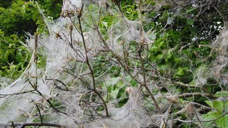 Pedestal-shot-of-nesting-web-of-ermine-moth-caterpillars,-yponomeutidae,-in-the-UK