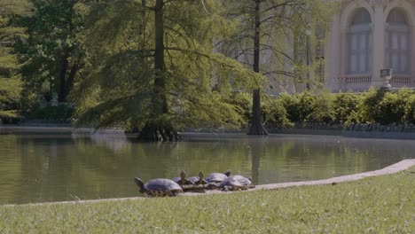 turtles at retiro park, madrid