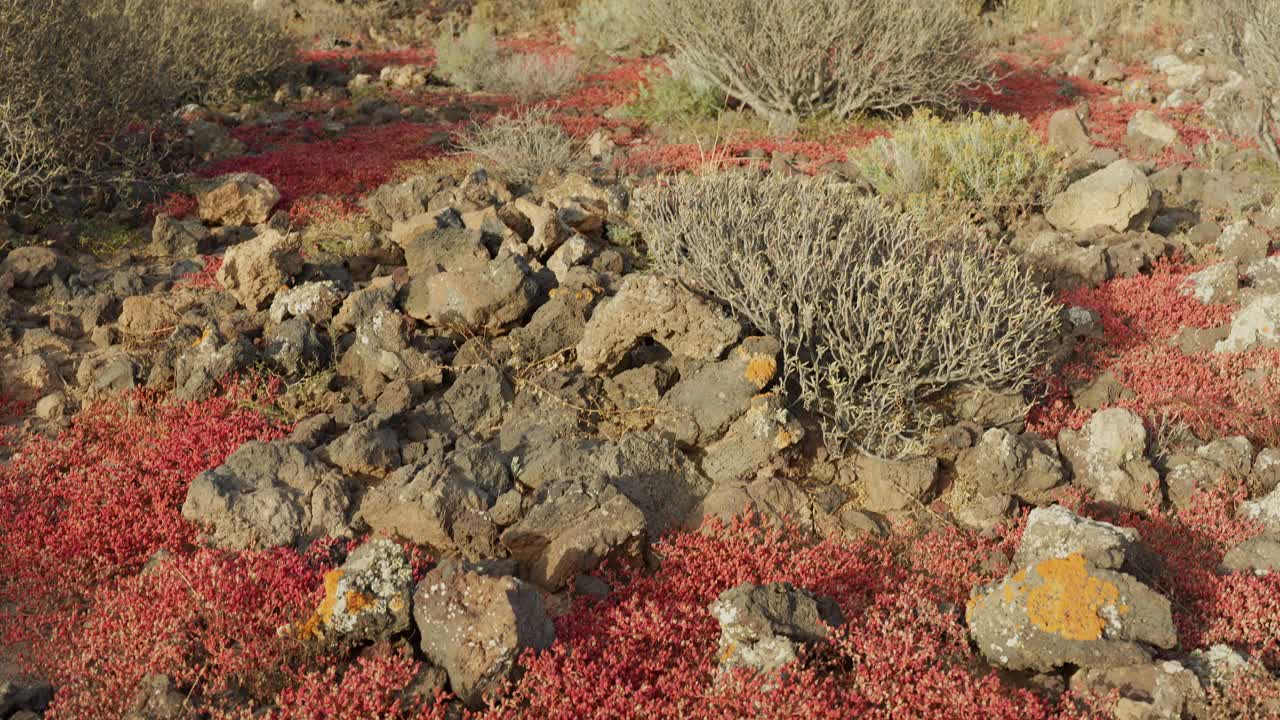 Vibrant Red Desert Plants and Volcanic Rocks