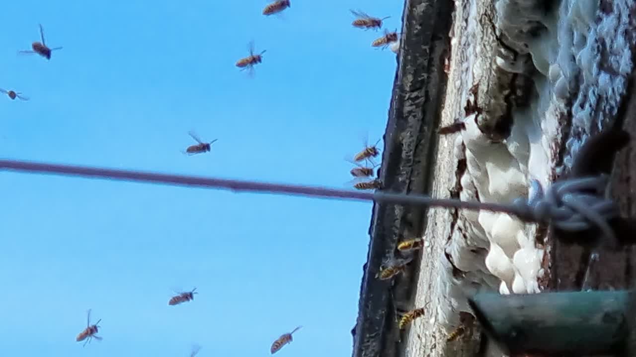 집 외벽 에 폼 을 방지 하는 스프레이 를 둘러싸고 모이는 짜증 난 벌레  ⁇ 벌 식민지