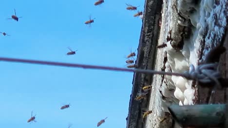 colonia de colmena de avispas molesta reuniéndose alrededor de espuma de prevención de rociado en la pared exterior de la casa