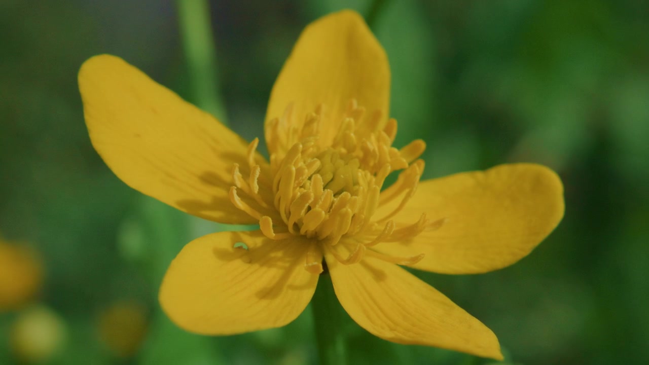 Gul blomst blomstrer blødt på grøn mark. Kronblade gløder i naturligt lys. Midterdetaljer viser indviklede støvdragere. Ideel til natur-, have- eller forårstema-projekter