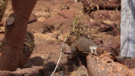 a yellow land iguana walks over rocks and cactus looking for food on north seymour island, near santa cruz in the galápagos islands