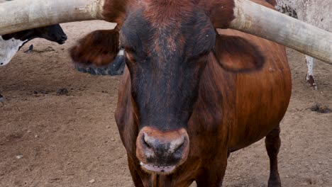 slow motion close-up of longhorn cattle cow livestock animal chewing in paddock stables farm the stockyards fort worth cowboy texas experience usa america agriculture travel