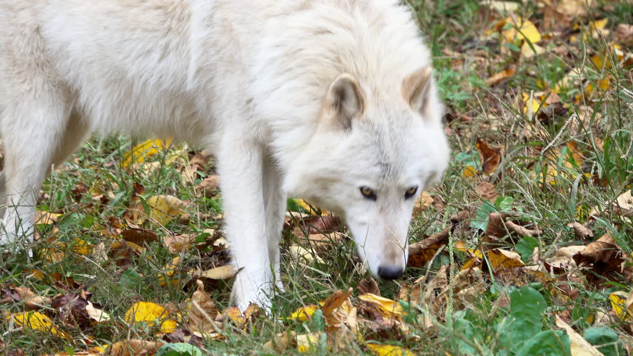 Close-up of a Southern Rocky Mountain Gray Wolf walking, then sniffs ground and looks from side to side