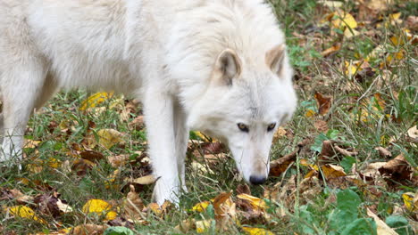 Primer-Plano-De-Un-Lobo-Gris-De-Las-Montañas-Rocosas-Del-Sur-Caminando,-Luego-Olfatea-El-Suelo-Y-Mira-De-Un-Lado-A-Otro