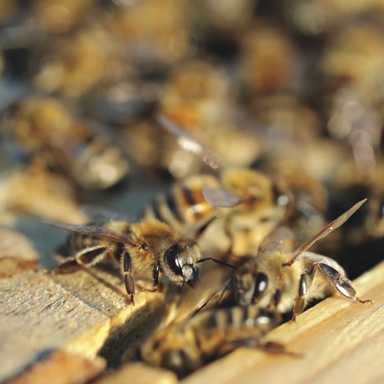 Close up view of the working bees on honeycomb in summer day. Beekeeping concept.