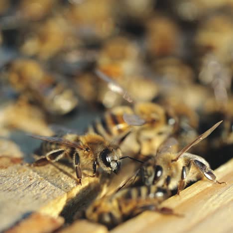 close up view of the working bees on honeycomb in summer day. beekeeping concept.