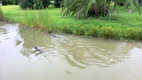 Gruppe-Von-Ottern-In-Der-Marina-Bay-In-Singapur-Beim-Schwimmen