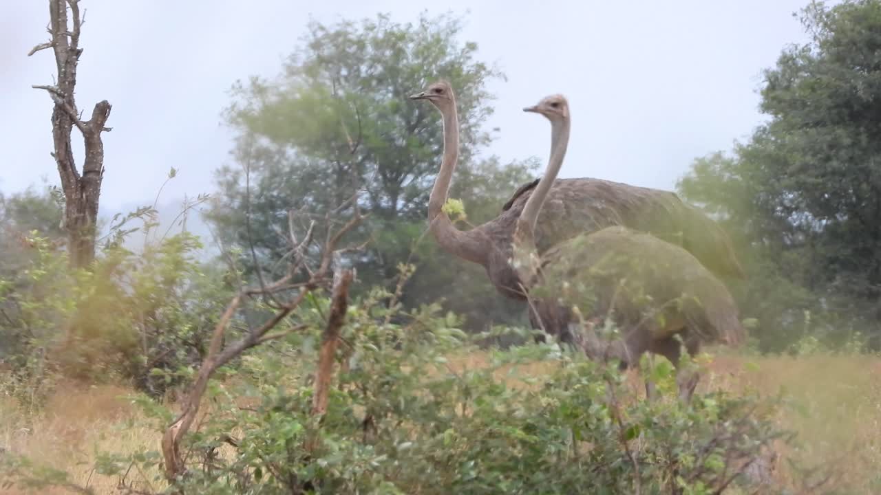 Two ostriches walking gracefully through the savannah of Kruger National Park in South Africa, surrounded by grass and trees