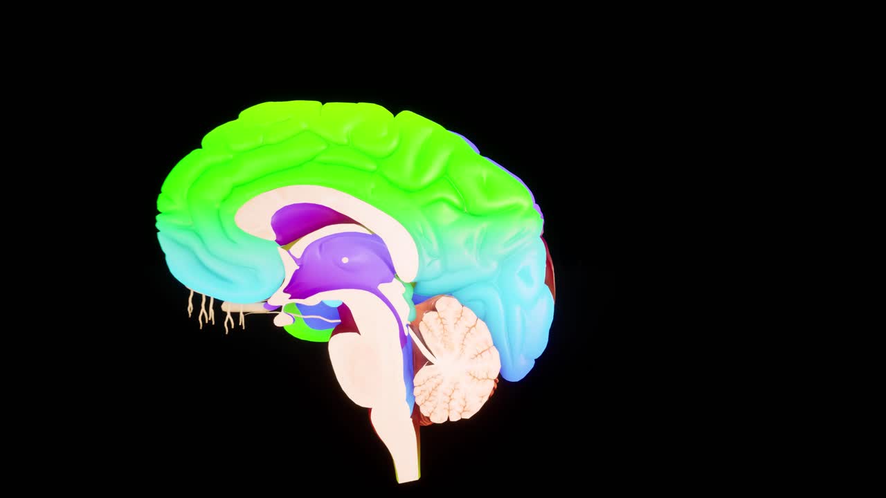 Colorized human brain Anatomical Model 3D glossy brain on brain screen.