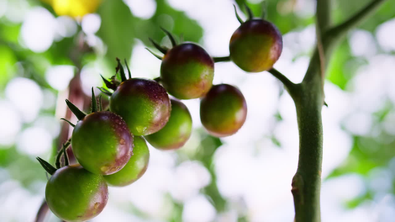 tomate rojo creciendo tallo de vegetal de cerca. proceso de planta agraria.